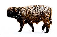 Schotse Hooglander in de Sneeuw van Erwin Plug thumbnail