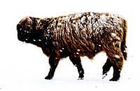 Schotse Hooglander in de Sneeuw