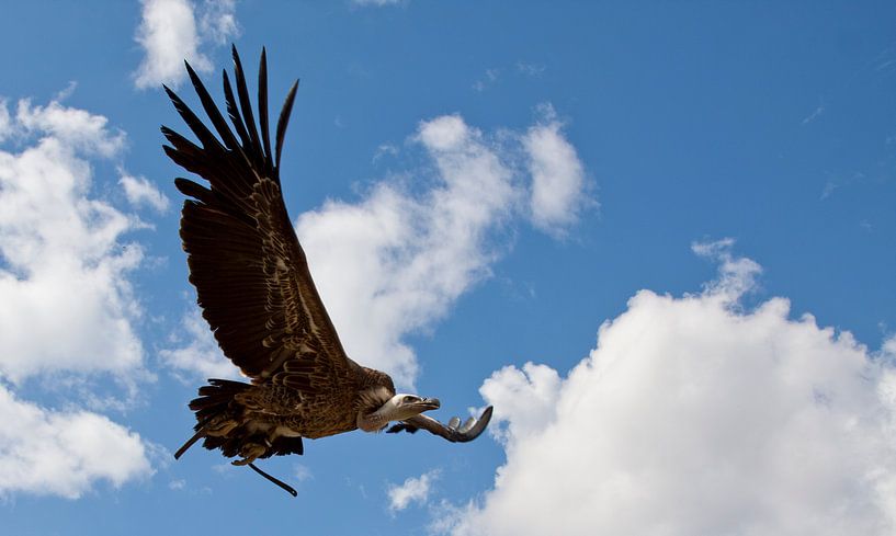 Gier in de lucht van Guido Akster