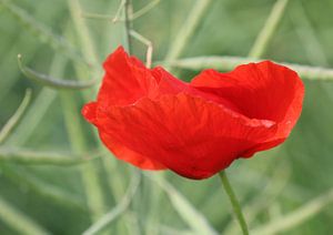 Roter klatschmohn von Roswitha Lorz