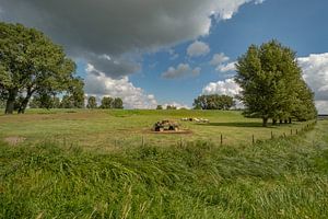 Holländische Kühe beim Mähdrescher im Polder