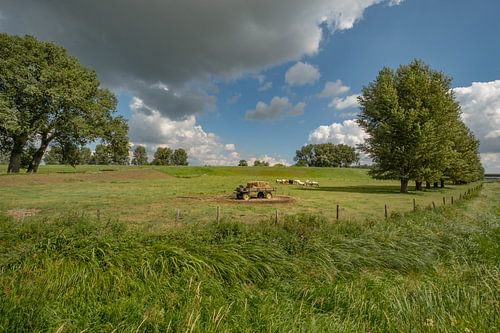 Hollandse koeien bij  (hooi) strowagen in de polder