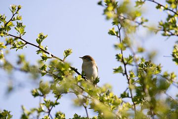 Birdy  van Anneke Kroonenberg