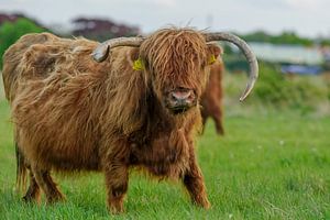 Schotse hooglander op Lentevreugd van Dirk van Egmond