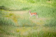 Natuur | Hert in de Amsterdamse Waterleidingduinen van Servan Ott thumbnail