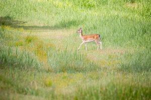 Nature | A deer on different collors of grass sur Servan Ott