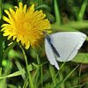 Koolwitje kleine vlinder op paardenbloem sur michael meijer
