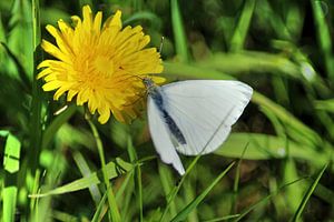 Koolwitje kleine vlinder op paardenbloem