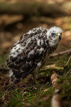 Baby roofvogel by Marco Herman Photography