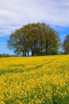 Raps von Thomas Jäger