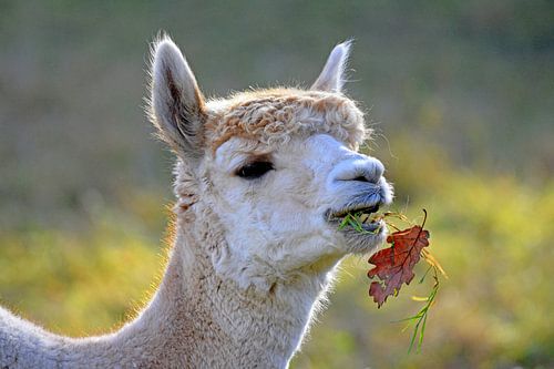 Alpaca