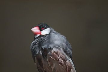 Vogel van het jaar van Erwin Pieters