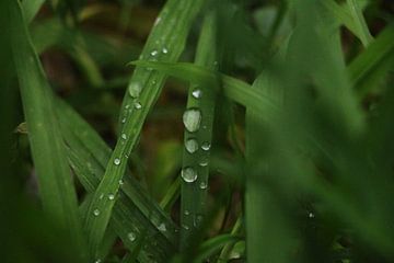 Waterdruppel op grassprietje van Charissa Oudejans