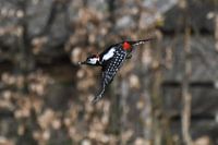 Woodpecker