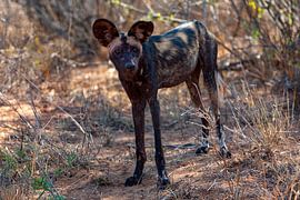 Wild Dog by Peter Michel