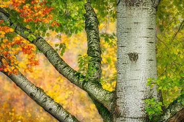 Les branches des arbres en automne sur Katho Menden