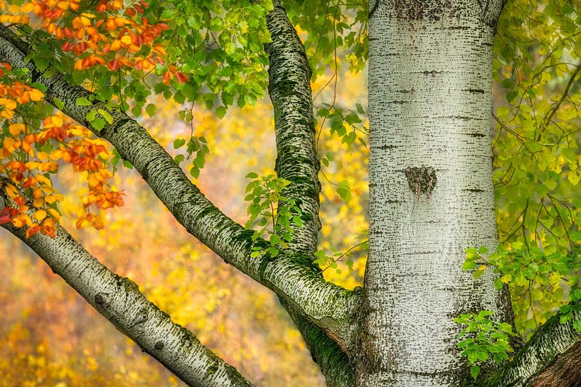 Boomtakken in de herfst van Katho Menden