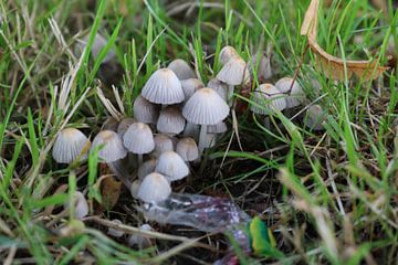 Collection of mushrooms together by Rosalie Broerze