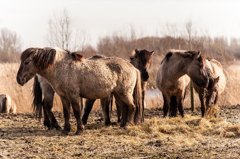 Fjord Horses van Brian Morgan