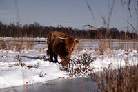 Schottische Highlander