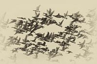 Bernache cravant en vol