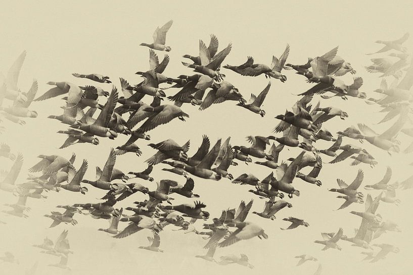 Brent geese in flight by appie bonis