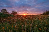 Zonsopgang boven veld vol wilde bloemen van Daphne Kleine thumbnail