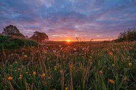 Sonnenaufgang über einem Feld von Wildblumen von Daphne Kleine