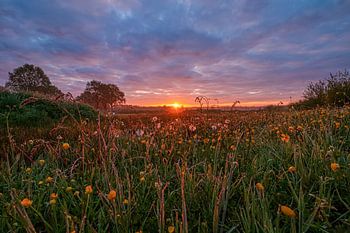 Zonsopgang boven veld vol wilde bloemen