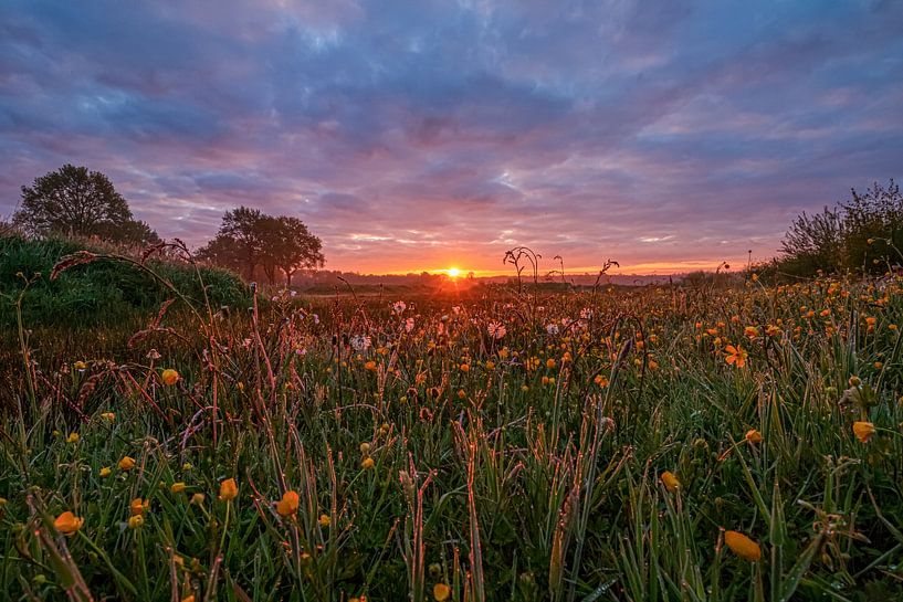 Zonsopgang boven veld vol wilde bloemen van Daphne Kleine