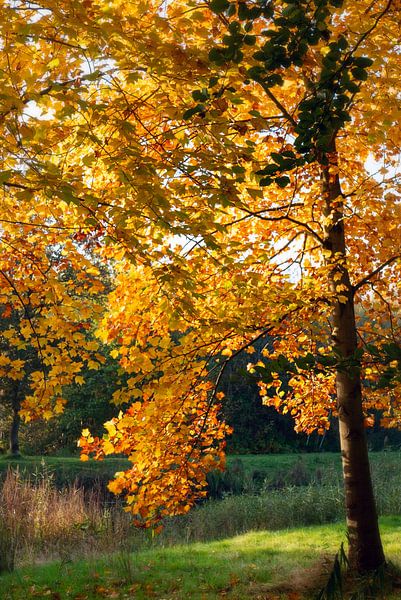 Jonge boom in herfsttooi van Franke de Jong