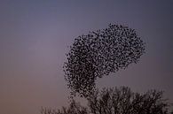 Spreeuwen zwerm met vliegende vogels in de lucht tijdens zonsondergang van Sjoerd van der Wal Fotografie thumbnail