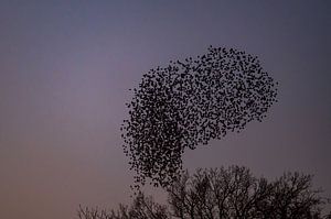 Spreeuwen zwerm met vliegende vogels in de lucht tijdens zonsondergang van Sjoerd van der Wal Fotografie