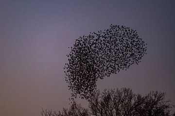 Starenmurmeln mit fliegenden Vögeln am Himmel bei Sonnenuntergang von Sjoerd van der Wal Fotografie