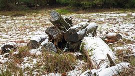 Un bois enneigé. sur René Jonkhout