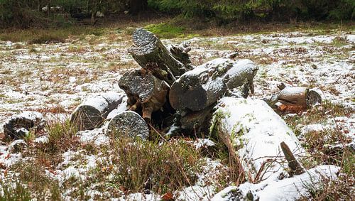 Besneeuwd hout.
