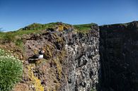 Puffin von Menno Schaefer Miniaturansicht