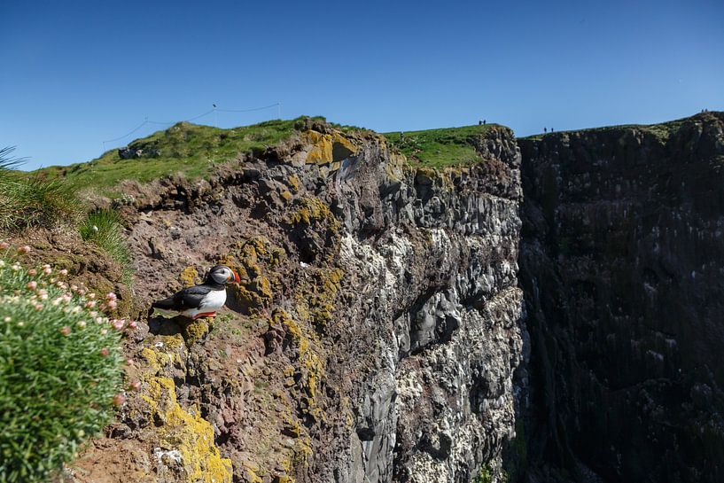 Puffin von Menno Schaefer