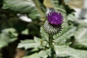 Gewöhnliche Distel von Jürgen Hüsmert