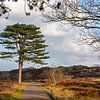 Baum in den Dünen von Frans Blok - Fotos, Kunst und weitere Wanddekoration