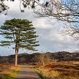 Tree in the dunes by Frans Blok - photos, art and other wall decoration