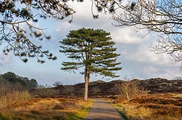 Baum in den Dünen