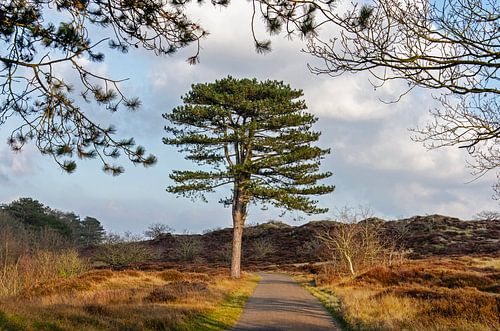 Arbre dans les dunes sur Frans Blok - des photos, de l'art et des autres décorations murales