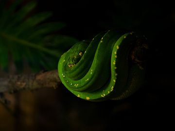 Curled up - Snake by Gerda Hoogerwerf
