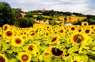 veld met zonnebloemen in Italie van Paul Piebinga thumbnail