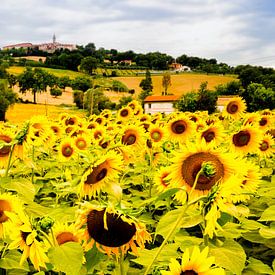 veld met zonnebloemen in Italie van Paul Piebinga