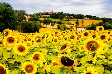 Feld mit Sonnenblumen in Italien von Paul Piebinga