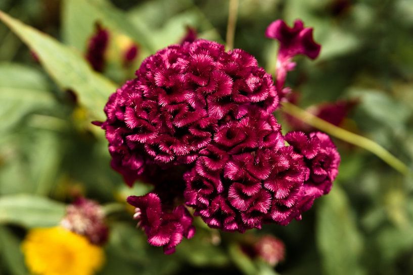 Natürlicher Samt in einem kambodschanischen Garten von Frank Photos