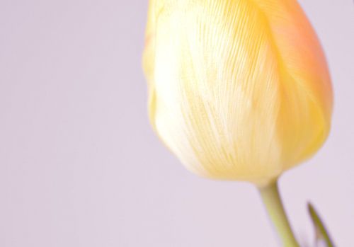 Gele tulp II