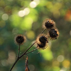 Distel van Arend Nijveen